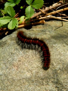 Caterpillar hairy insects photo