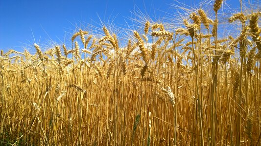 The production of grain barley slovakia