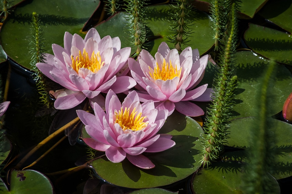 Aquatic plant pond lake rosengewächs