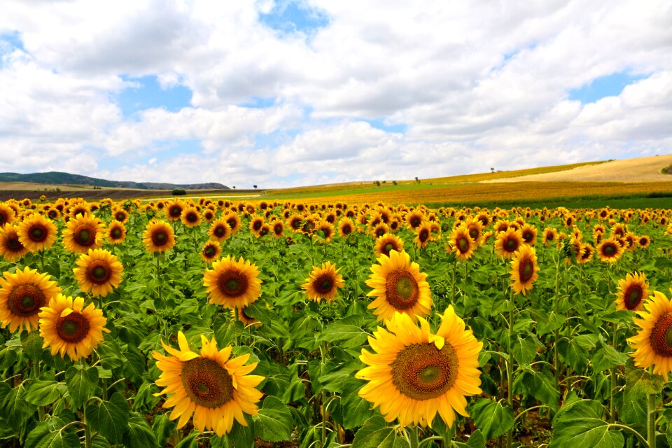 Nature flower sunflower
