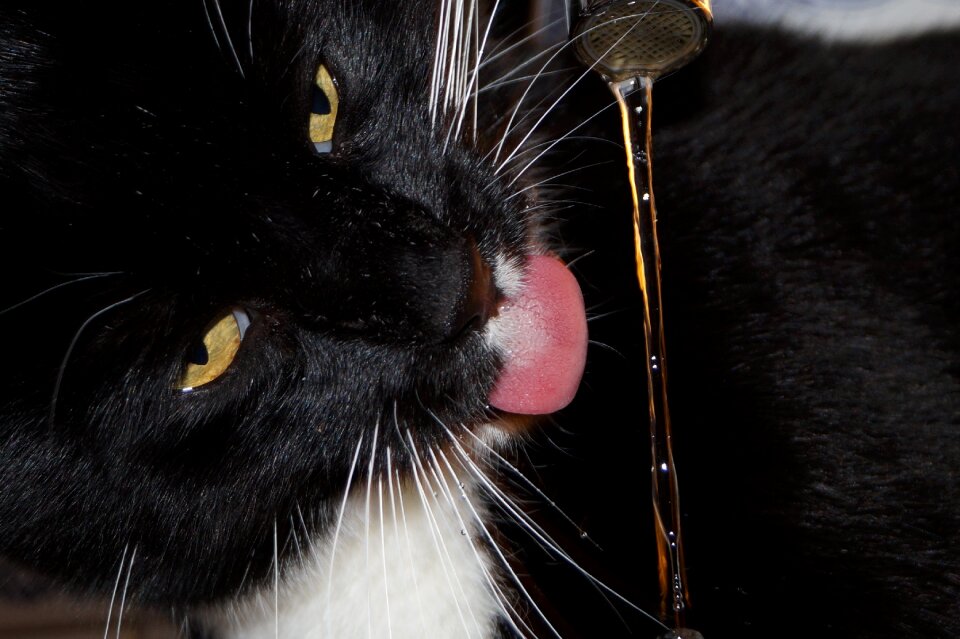Pet tongue water