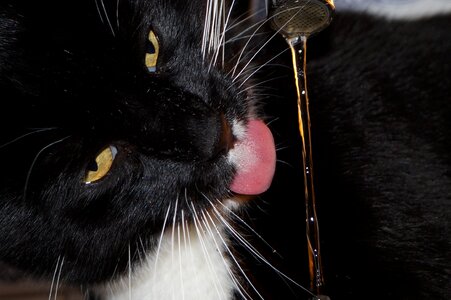 Pet tongue water
