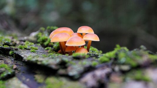 Forest toxic slovakia