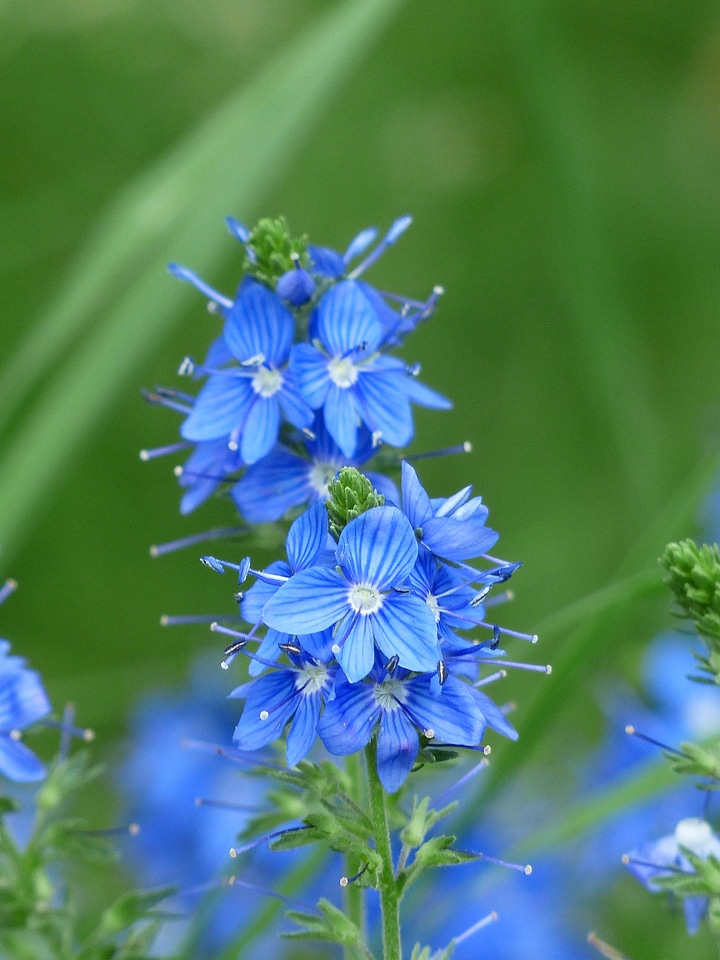 Bloom flower blue photo