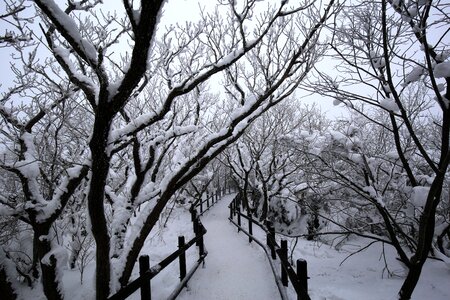 Winter wood snow photo