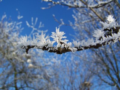 Winter tree snow photo