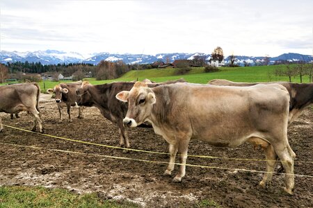 Agriculture animals farm