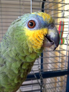 Feather wildlife