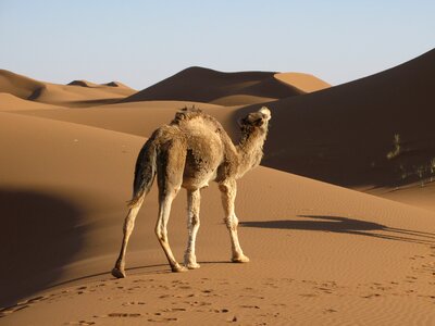 Sand dromedary campaign photo