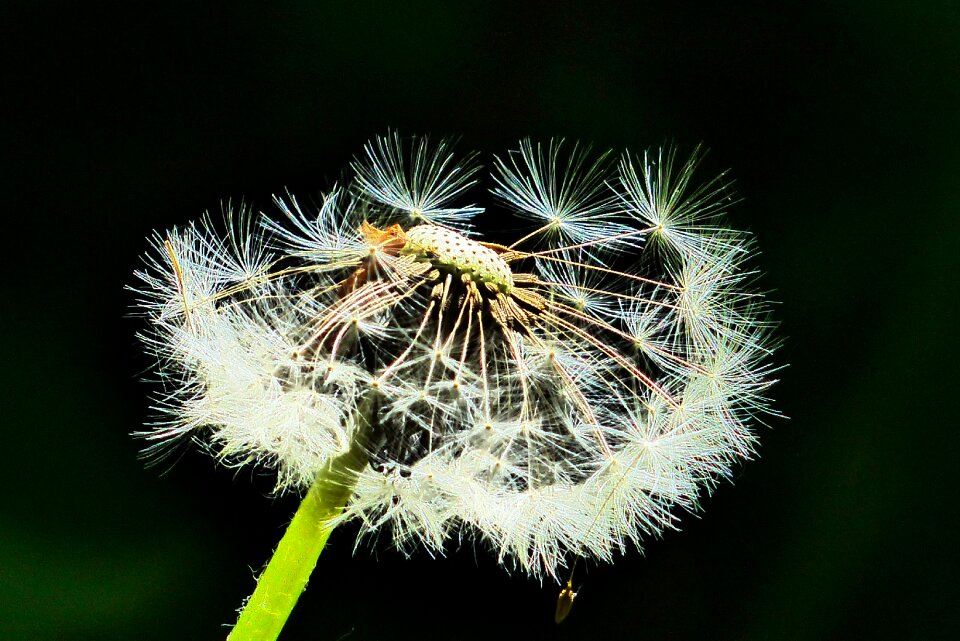 Plant summer seeds