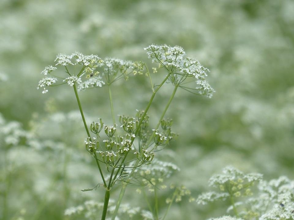 White meadow wild temulum