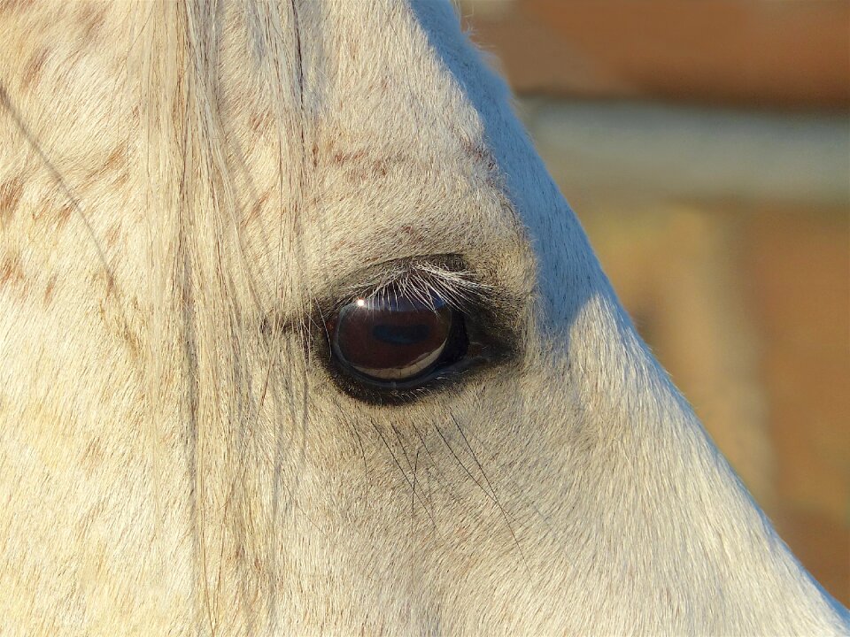 Look careful close up