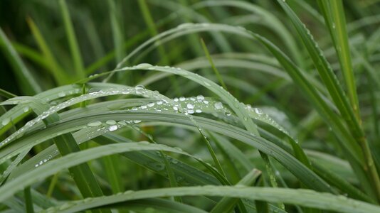 Plant summer slovakia