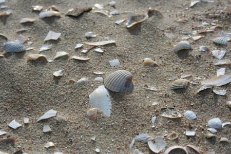 Coast sea shell photo