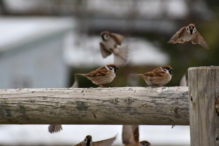 Wild birds little bird sparrow photo