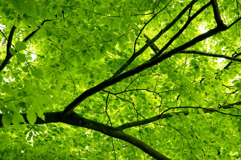 Leaves green spring