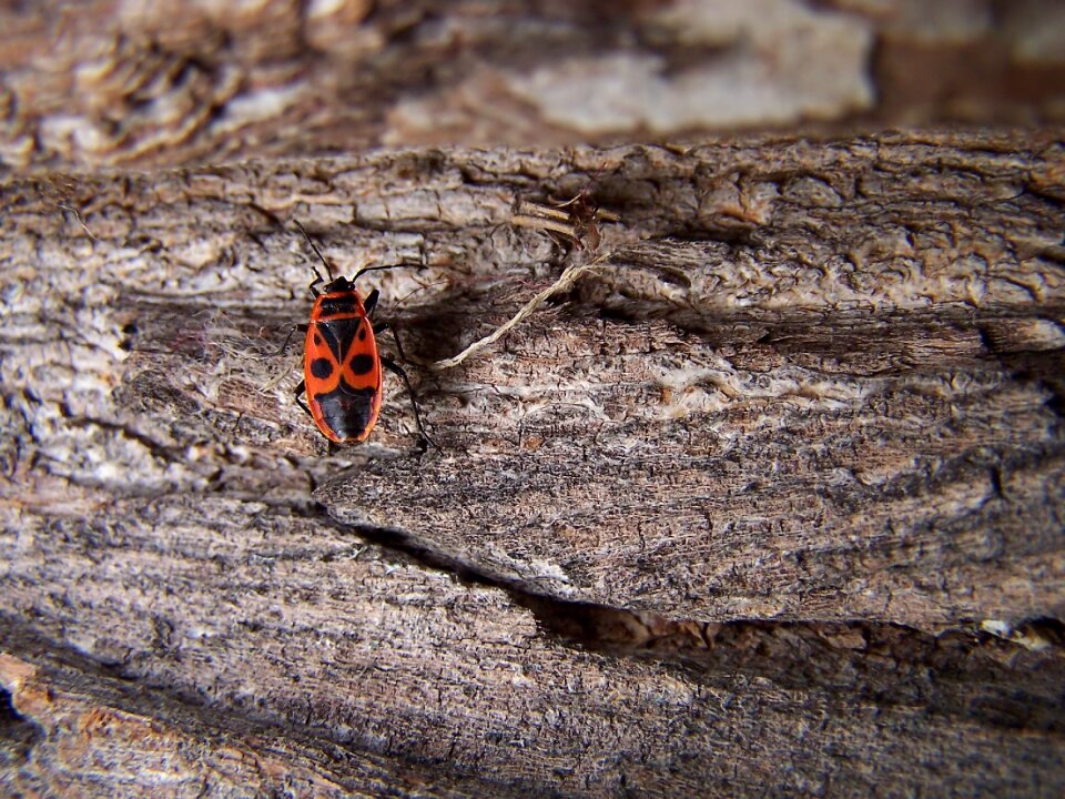 The bark invertebrates the beetle
