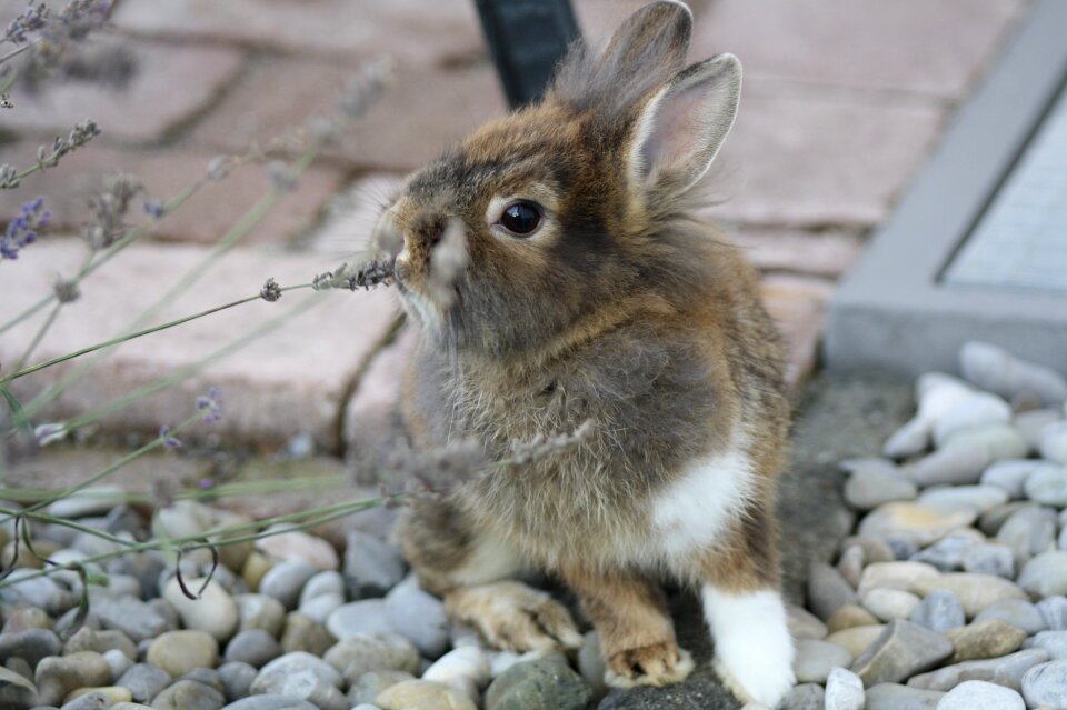 Hare rabbit rodent