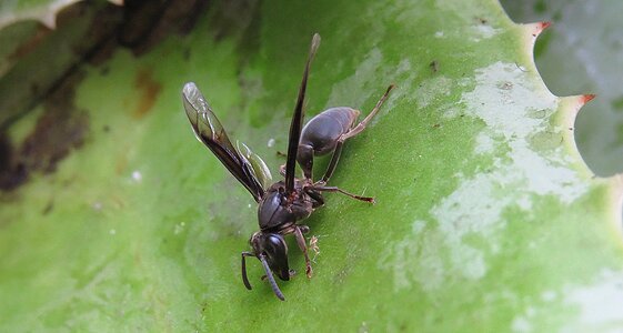Wild life wasp armenia