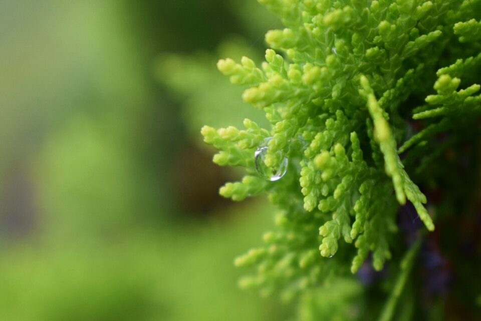 Nature tree outdoors