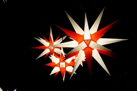 Star night poinsettia