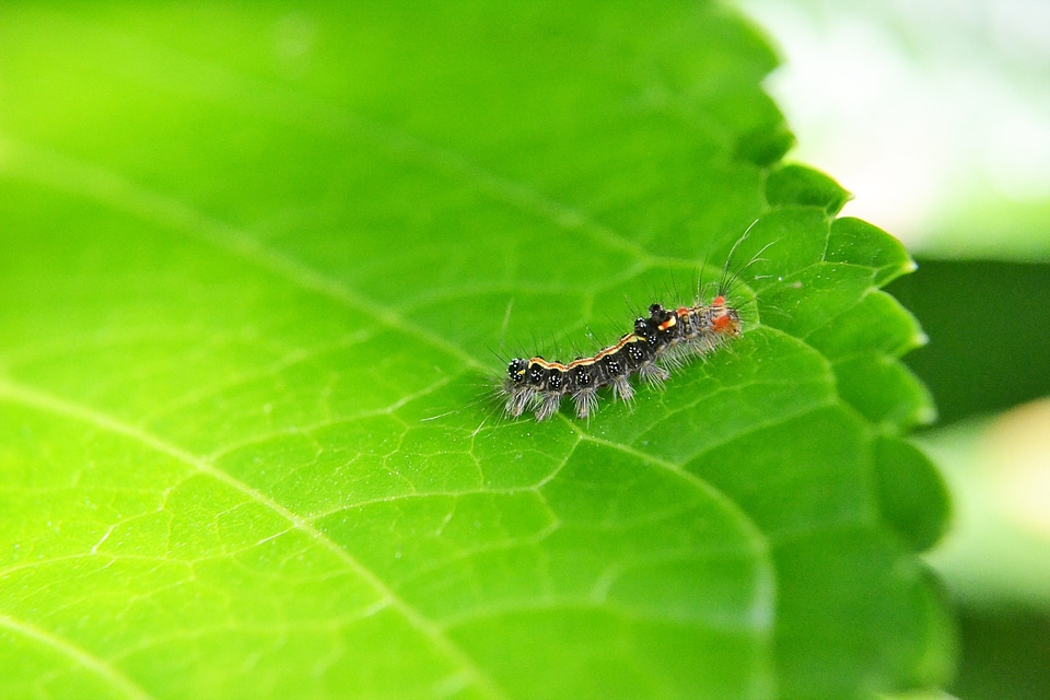 Damage animal nature