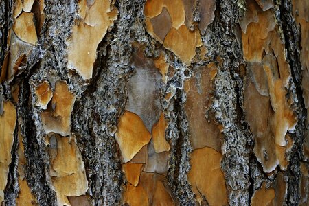 Bark pattern closeup