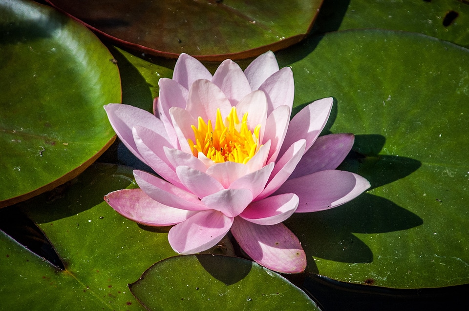 Aquatic plant pond lake rosengewächs