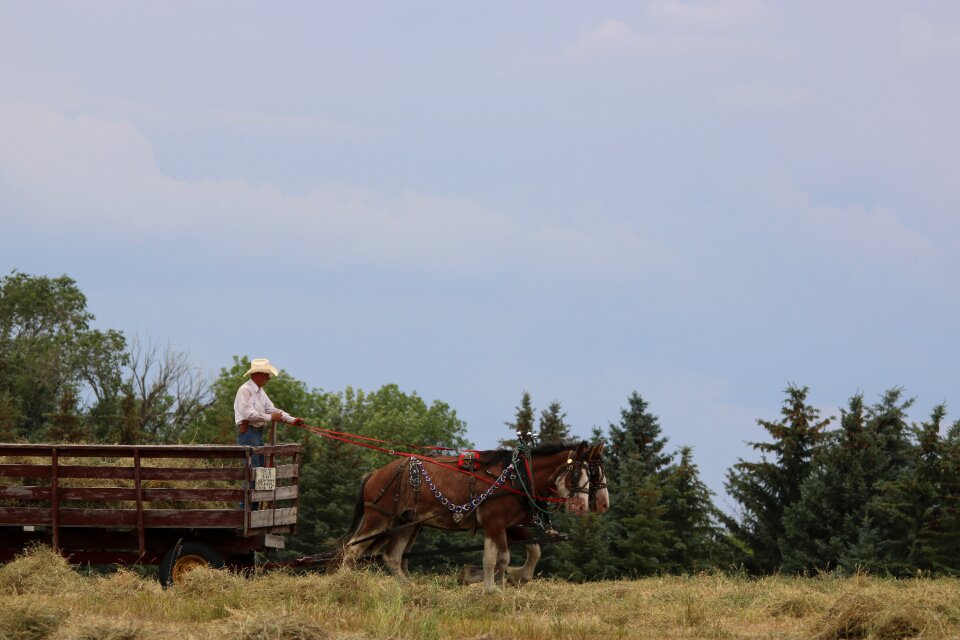 Farm agriculture horses