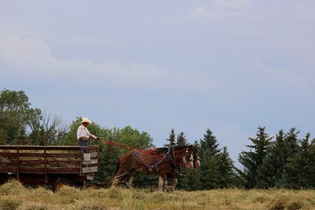 Farm agriculture horses photo