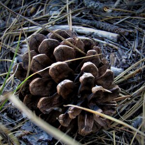 Flora wood outdoors