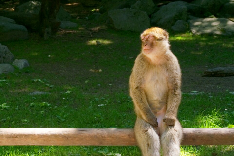 Animal animal world mammal