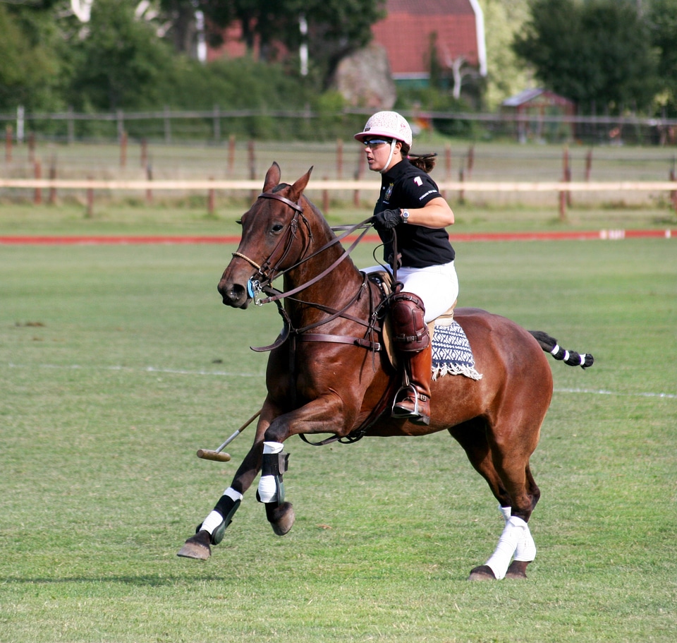 Sports equestrian horses