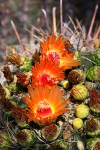 Cactus barrel cactus cactus flower photo