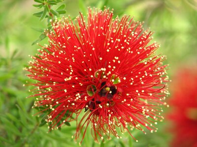 Closeup flower photo