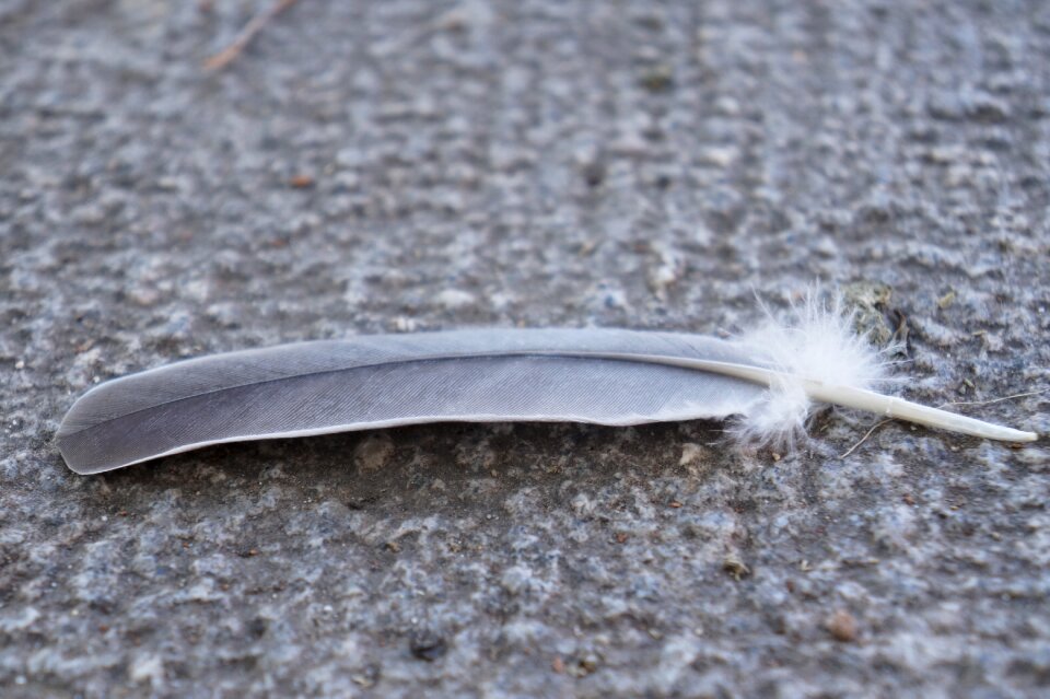 Horizontal close up dove