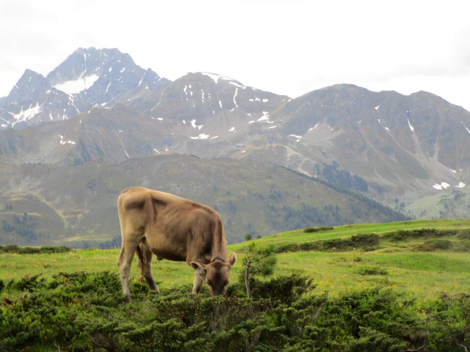 Grass travel meadow