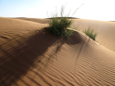 Landscape dune grass
