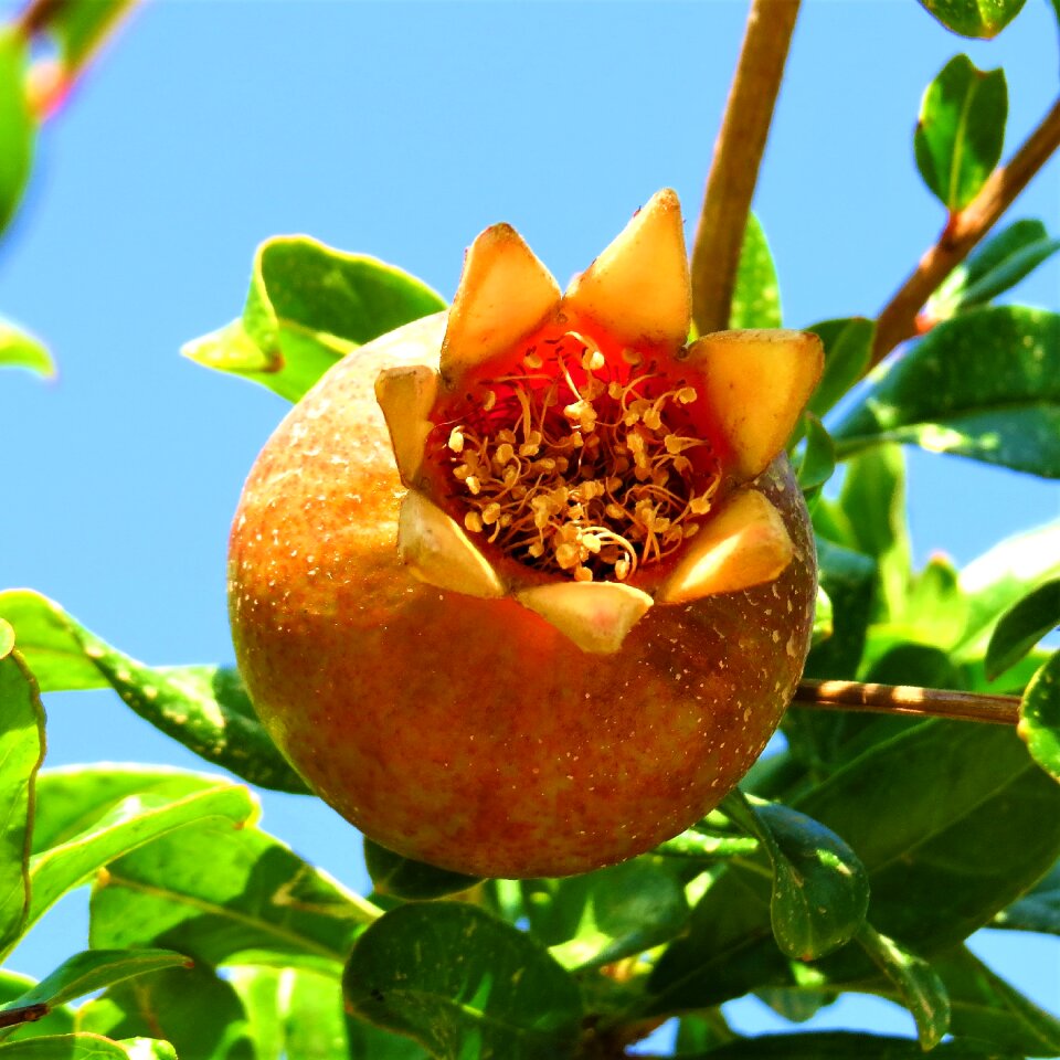 Fruit nature plant