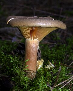 Forest floor disc fungus screen fungus