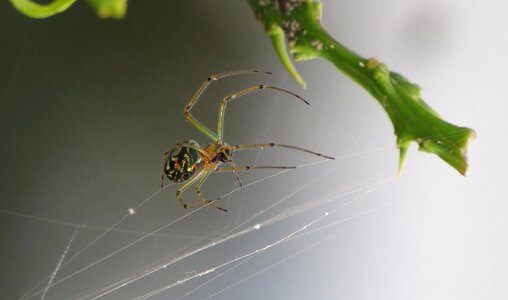 Invertebrate arachnid armenia photo