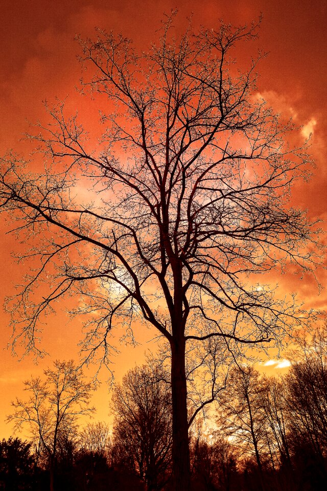 Silhouette winter tree deciduous tree
