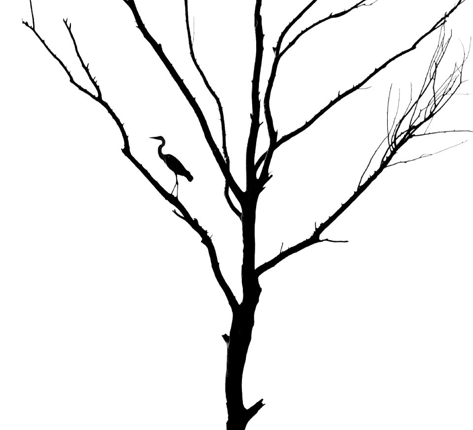 Heron gray heron silhouette