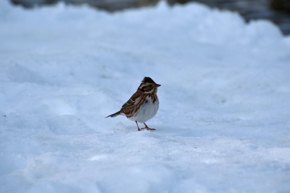 Little bird bunting department of oak ladder car