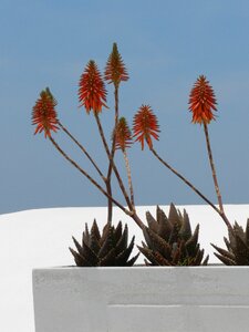 Flower santorini flora photo