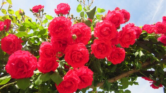 Plant leaf rosa