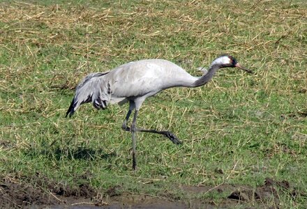 Bird gruidae wildlife