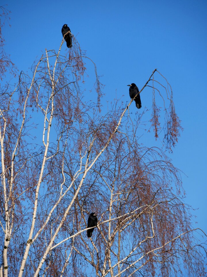 Tree winter morning rook