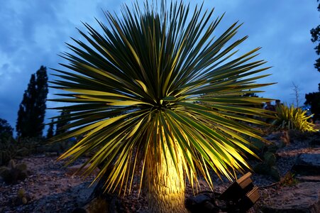 Plant tropical palm tree