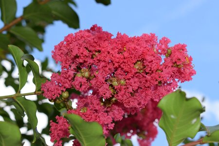 Tree branch blooming photo